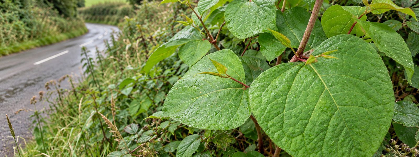 Japanese Knotweed Specialists in the South East
