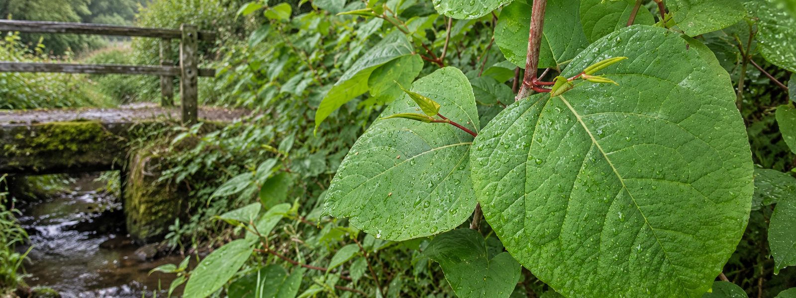 Japanese Knotweed Specialists in the South West
